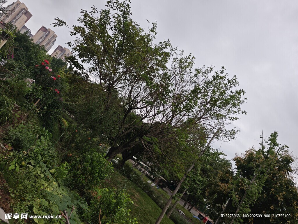 户外绿树植被景观