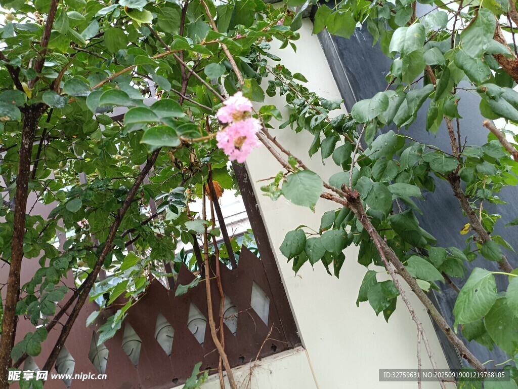 墙边绽放的娇艳粉色花朵
