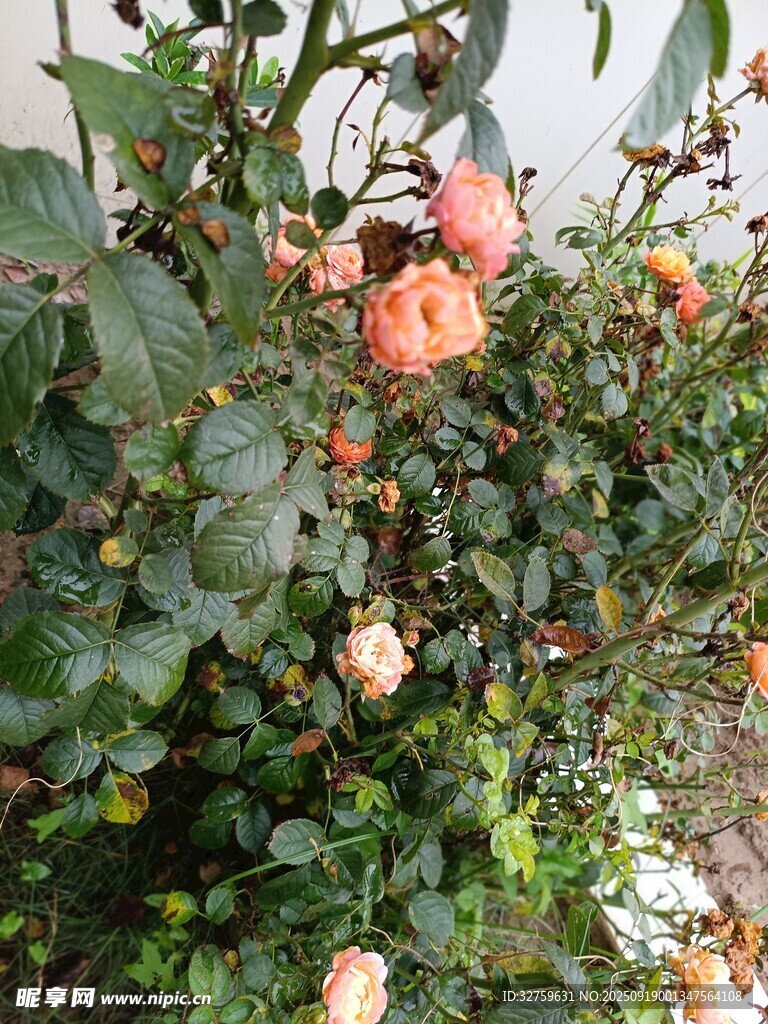 盛开的粉色玫瑰花丛