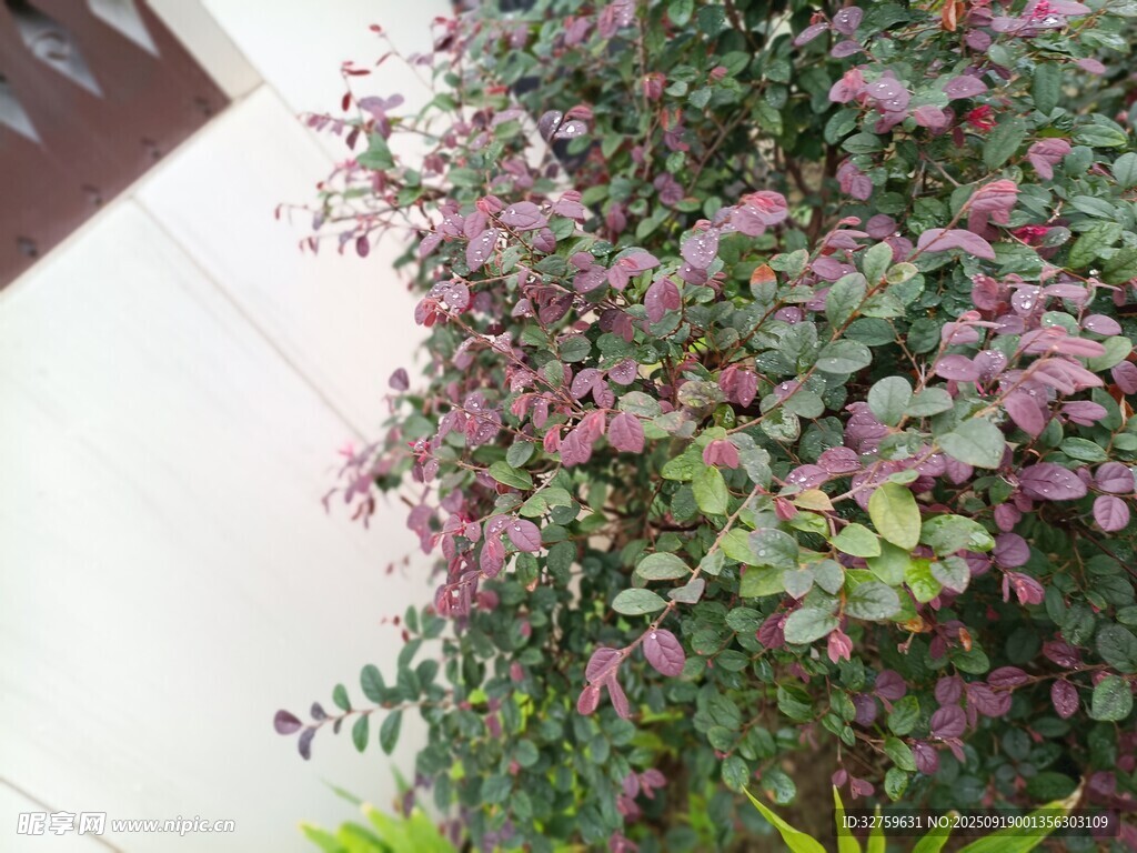 墙边多彩植物景观
