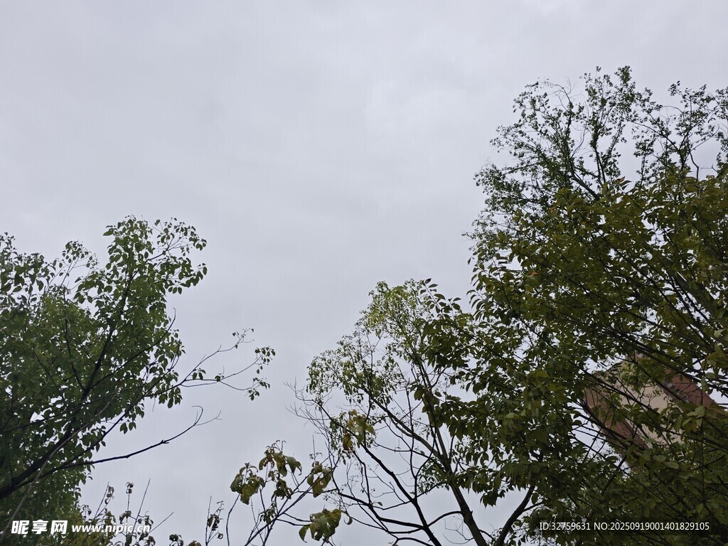 仰视绿树与天空