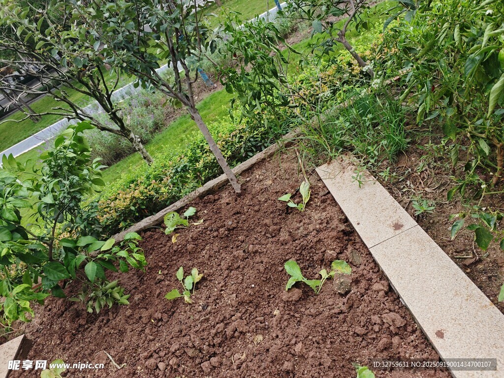 庭院中的绿植种植区