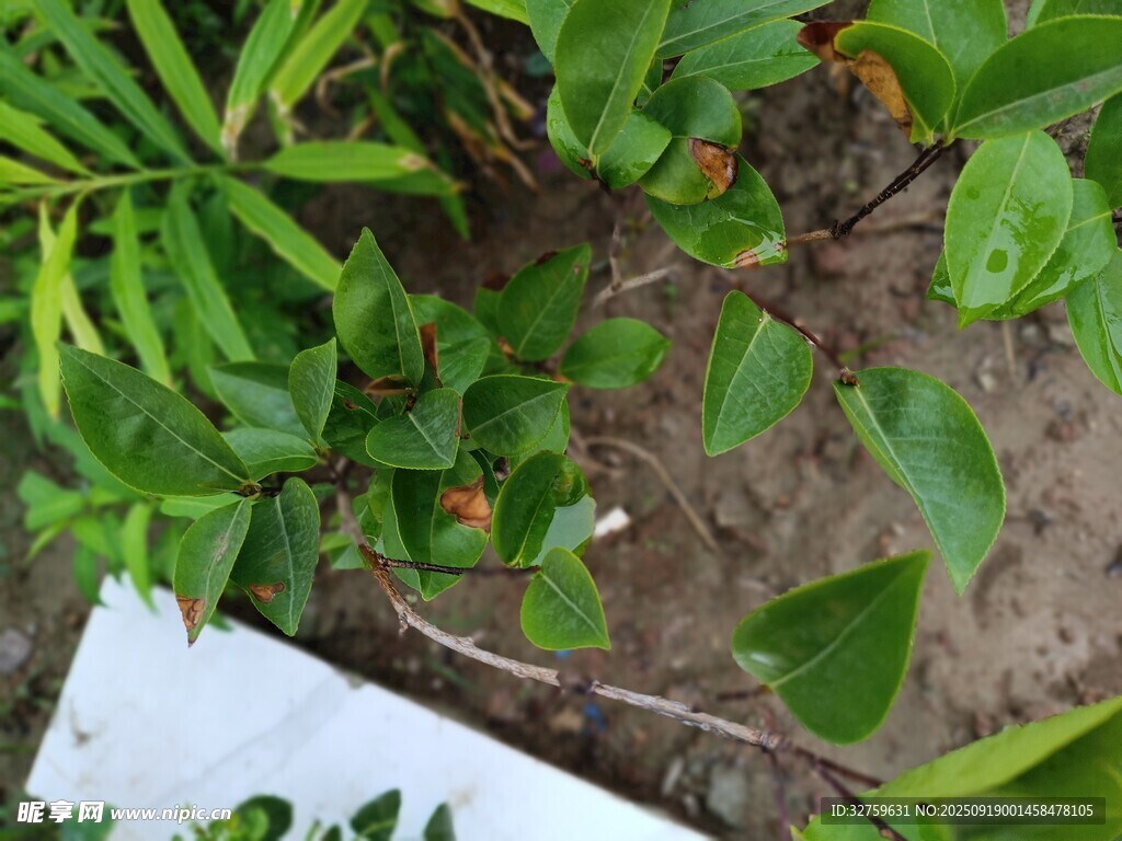 绿叶间的白色物件与植物