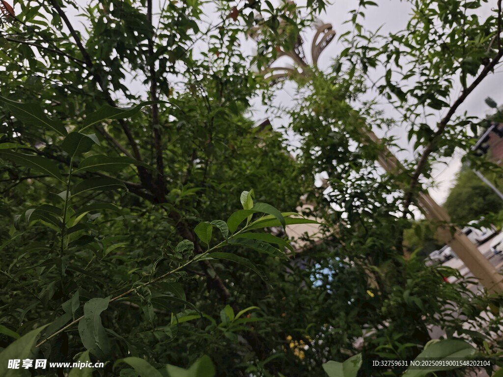 竹林绿意