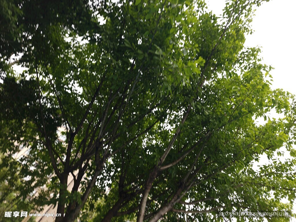 仰视葱郁绿树