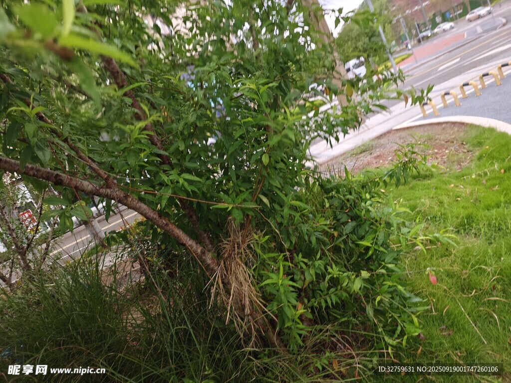 路边繁茂绿植景观