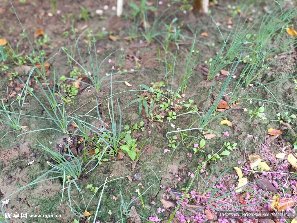 多彩野花野草景观