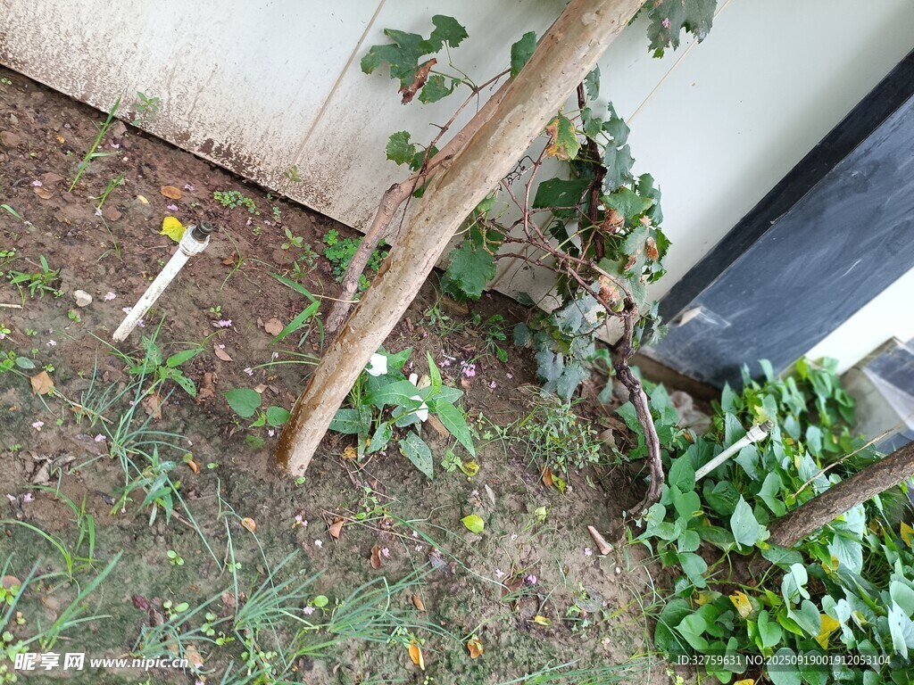 墙角绿植与倾斜木棍景象