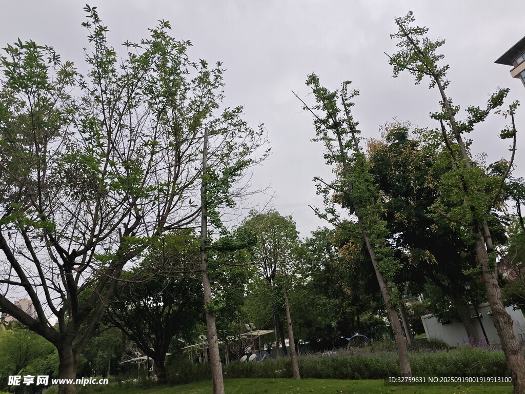 户外绿树成荫的自然景致