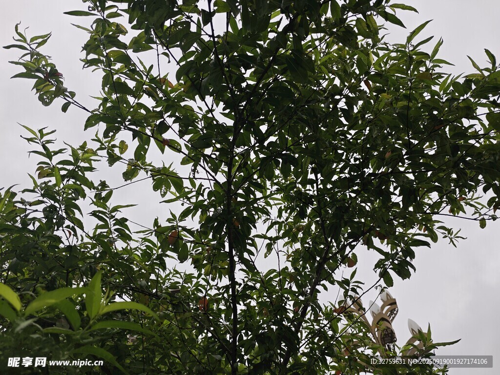 翠绿竹林 