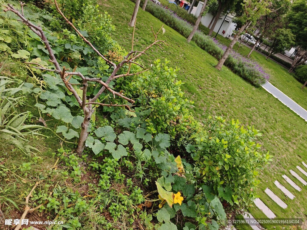 花园小径旁的绿植与小花