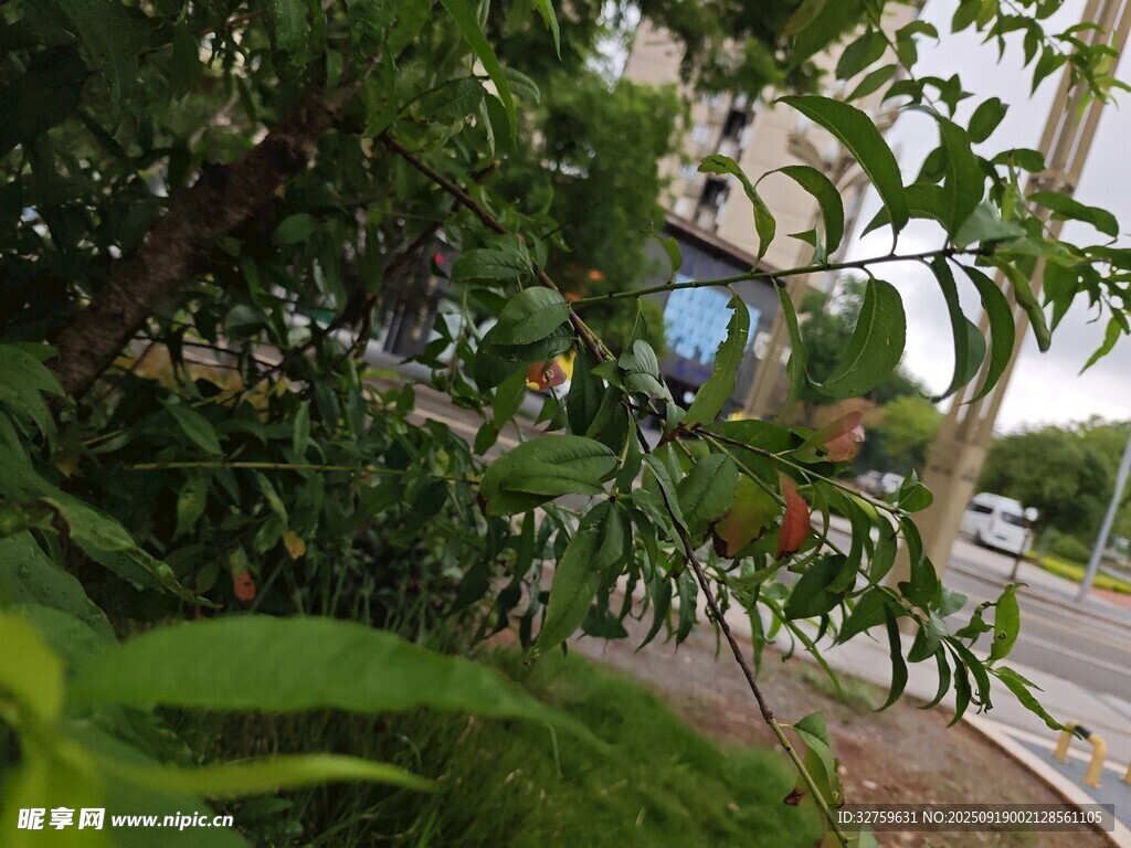 路边绿植间的果实景象