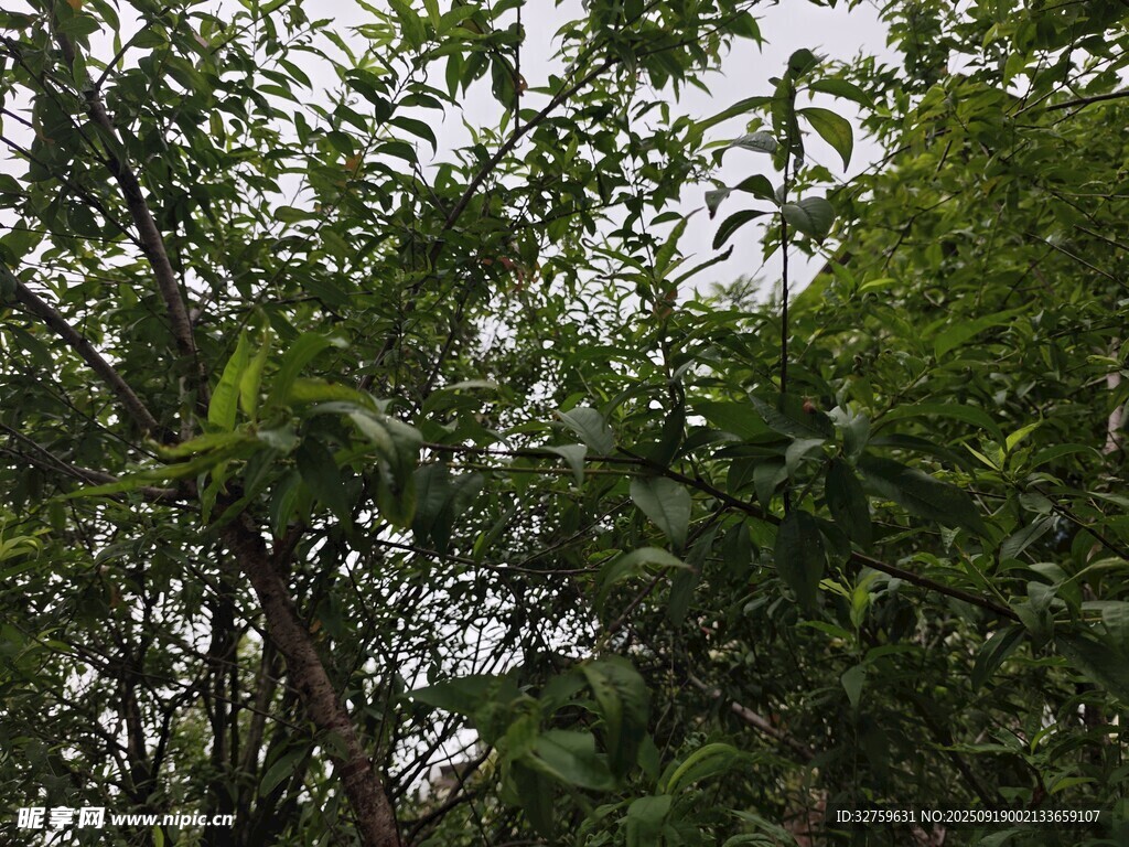 繁茂绿植景观