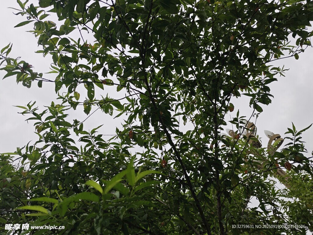 繁茂绿树 