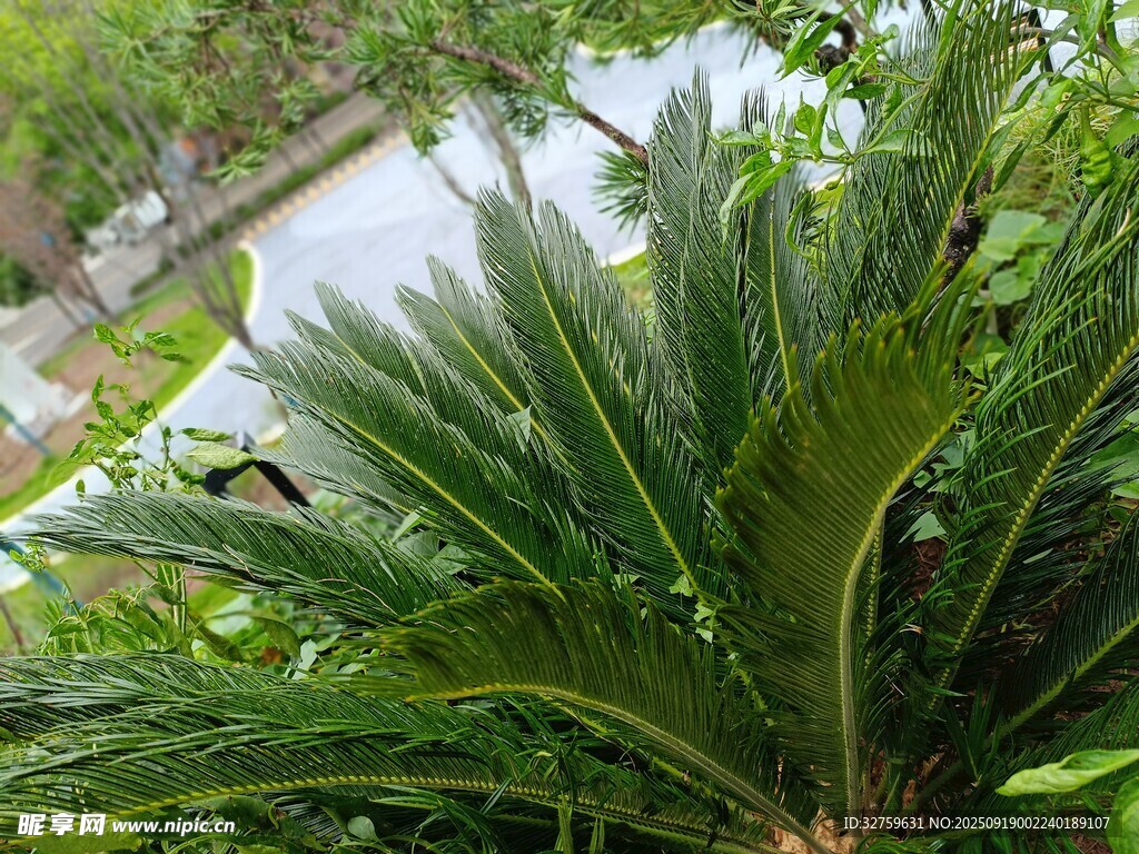庭院中的翠绿棕榈植物