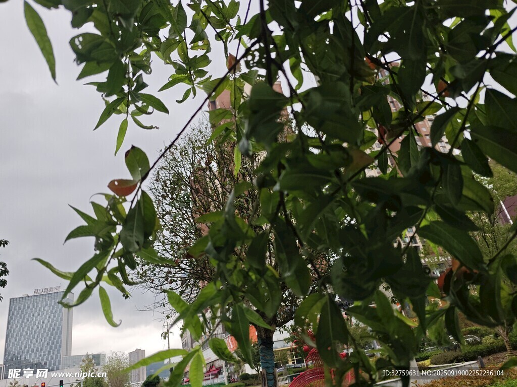 绿叶繁茂的果树