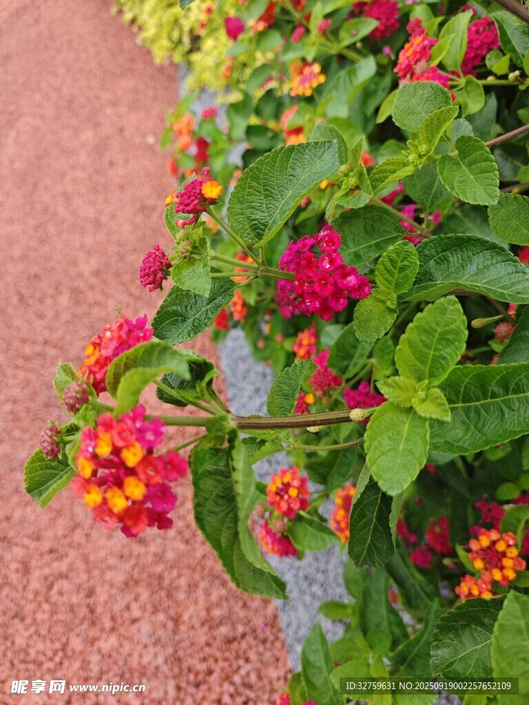 路边多彩花卉绽放