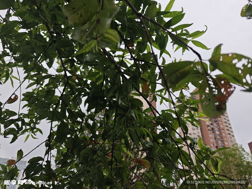 绿叶间的果实与城市背景