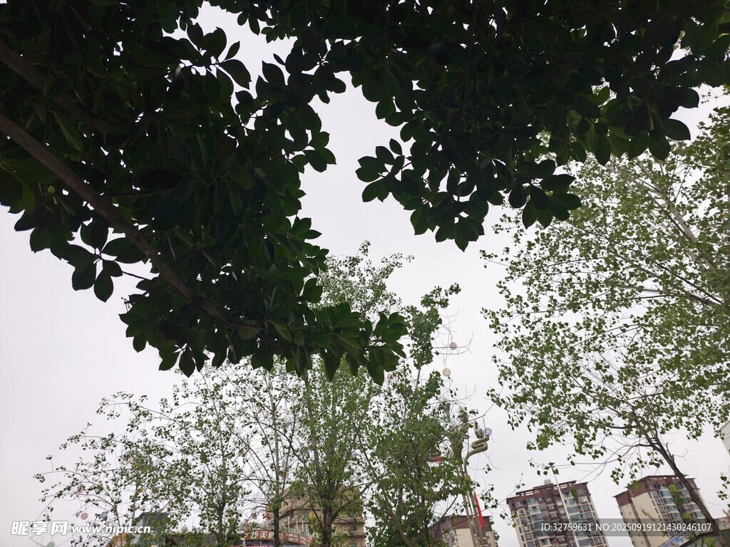 仰视绿树与远处建筑