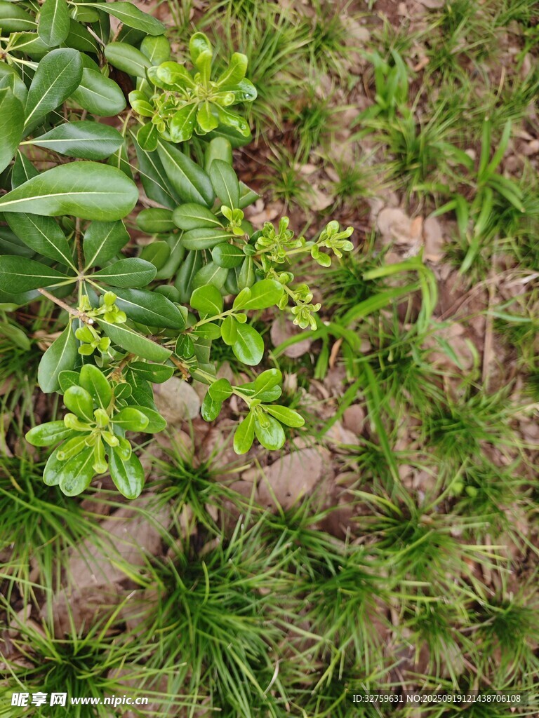 嫩绿植物生长于草地间