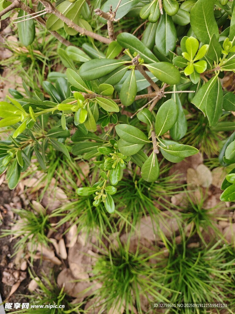 翠绿繁茂的地面绿植景观