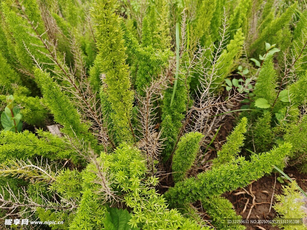 翠绿多肉植物生机盎然