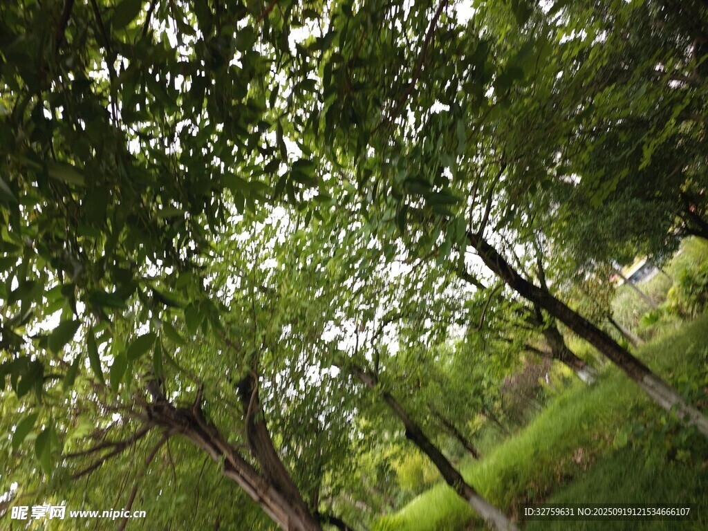 林间绿意盎然的树木景观