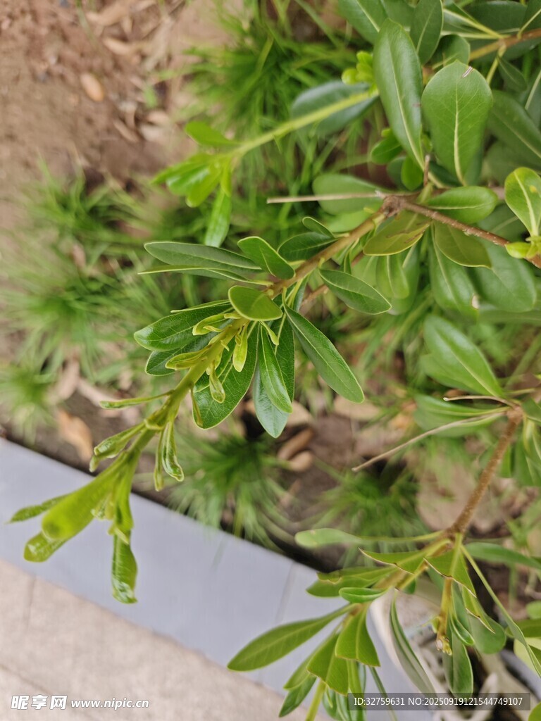 翠绿枝叶特写