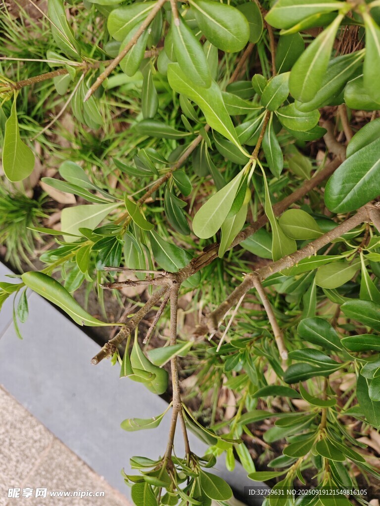绿叶繁茂的地面植物