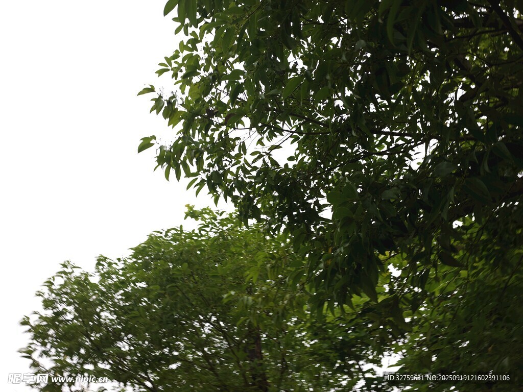 绿叶繁茂的树冠