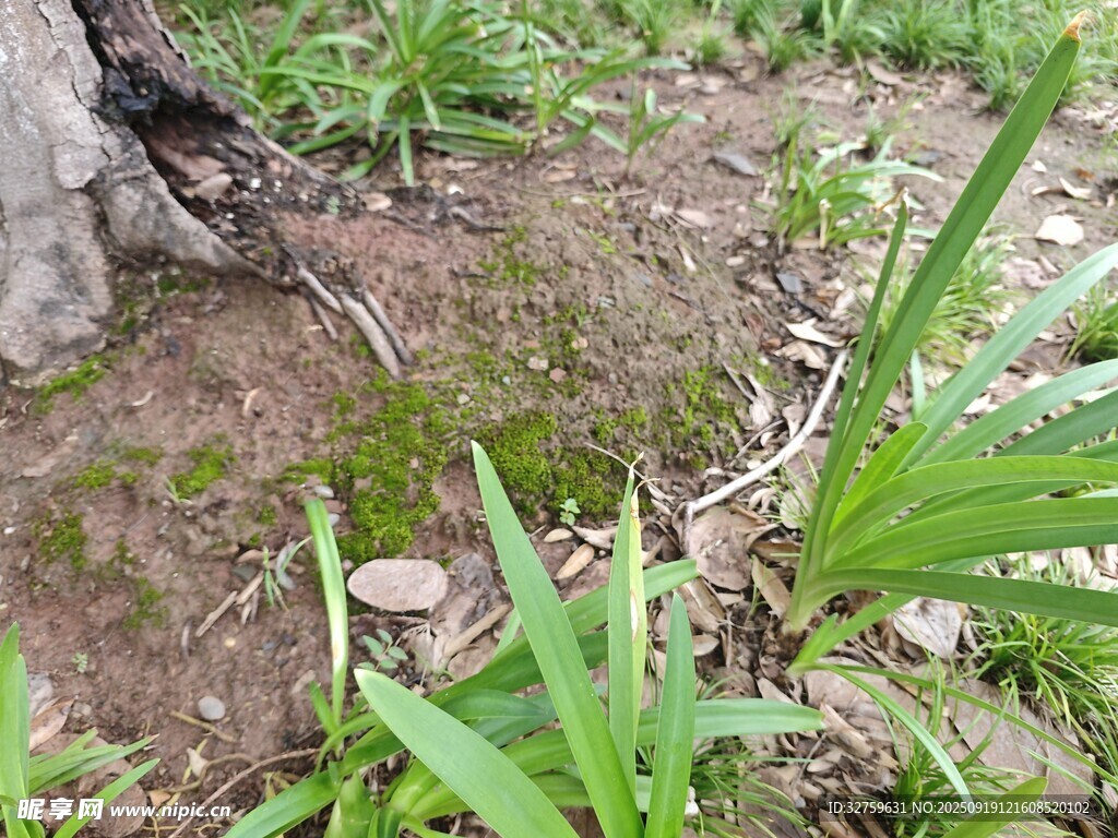 地面上的绿植与泥土