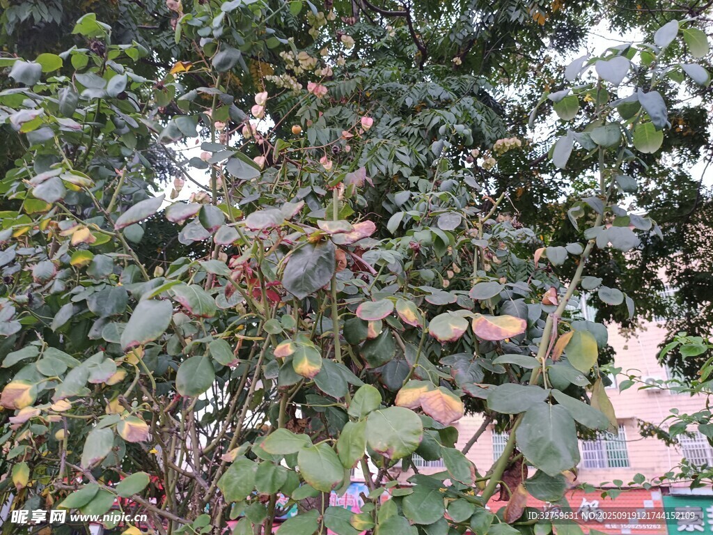 绿叶繁茂的树木景观