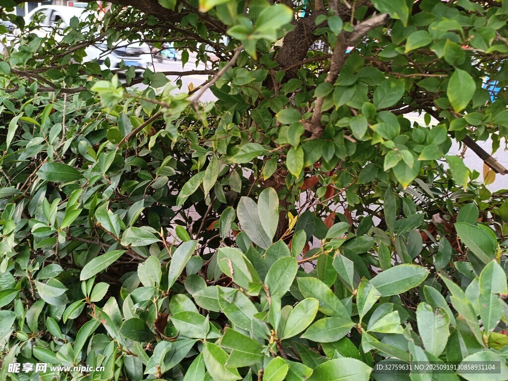 绿叶繁茂的植物景观
