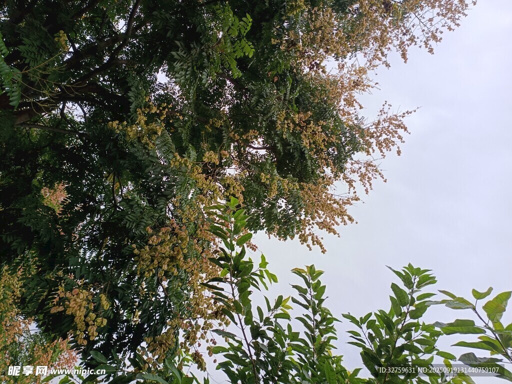 树梢绿意