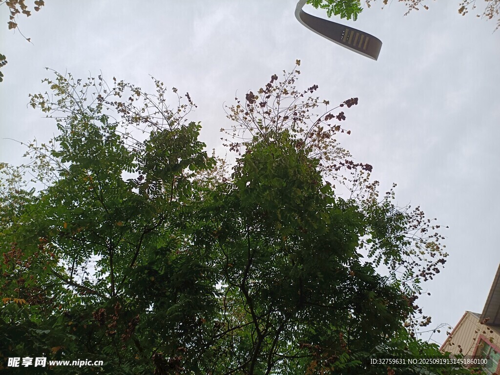 空中悬浮物与繁茂绿树