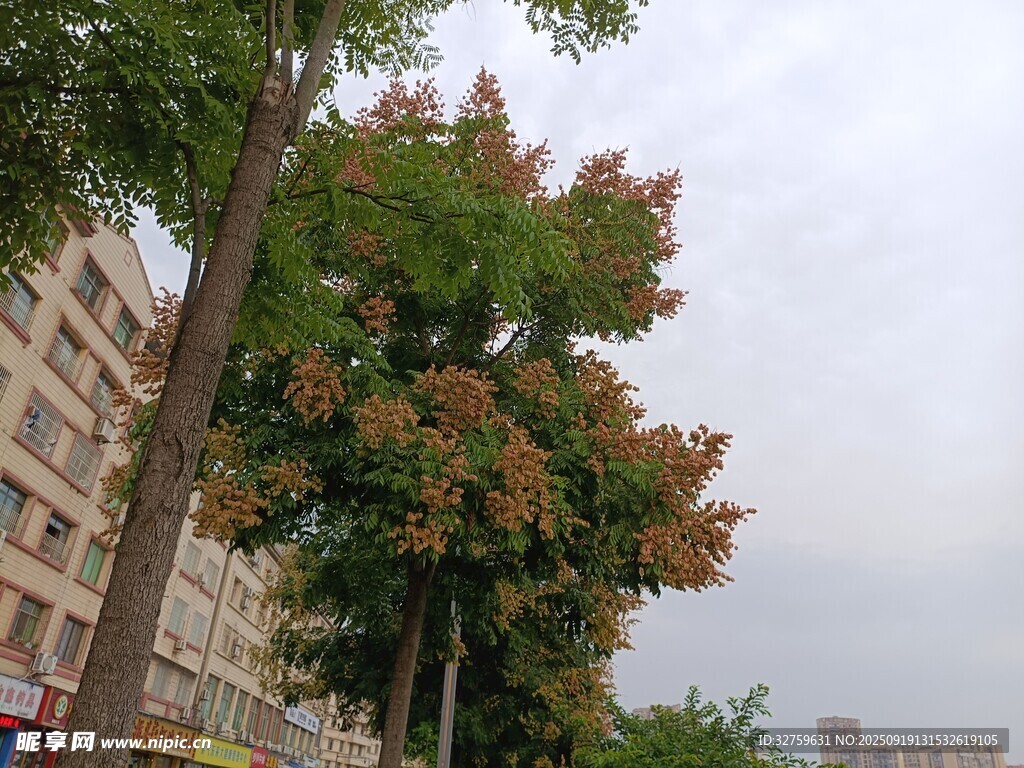 城市中枝叶繁茂的大树