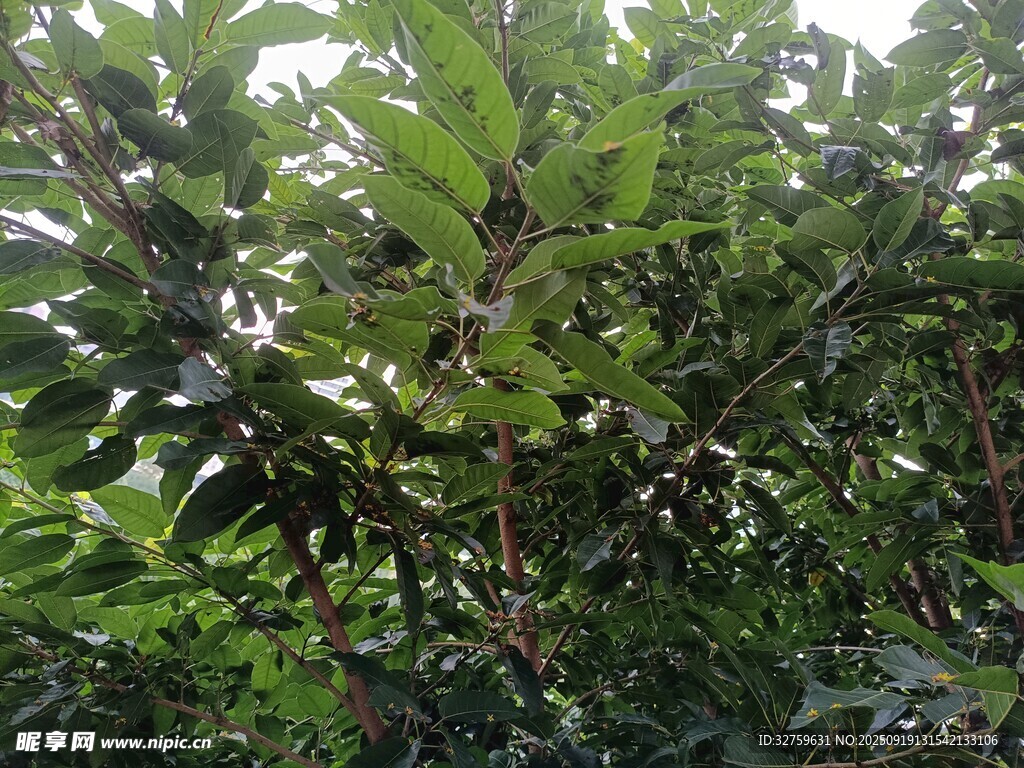 繁茂绿叶的植物景象