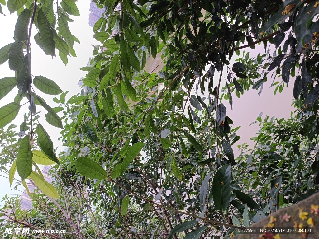 绿叶繁茂的树木景象