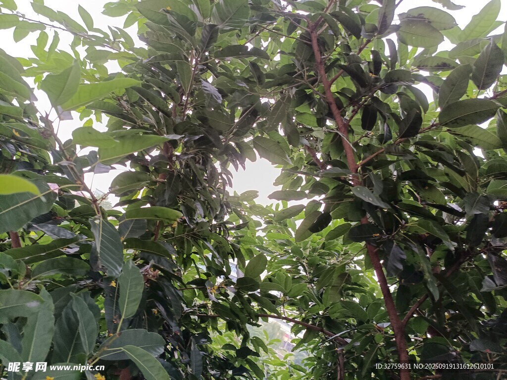 繁茂绿植 