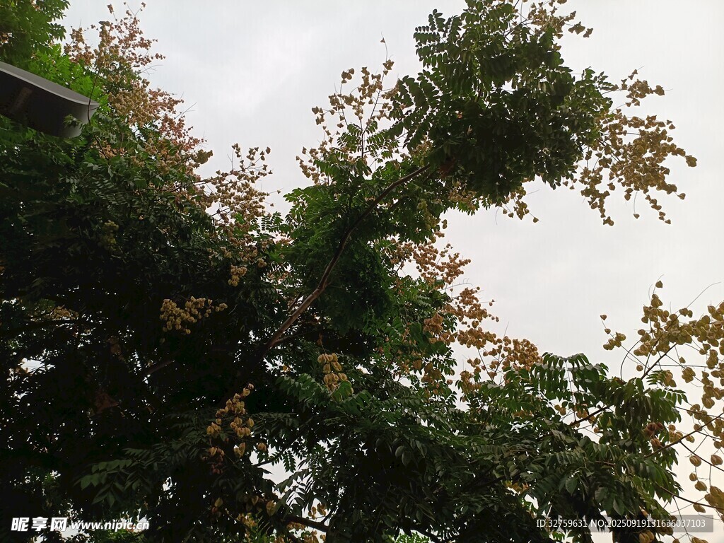 繁茂绿树与天空景致