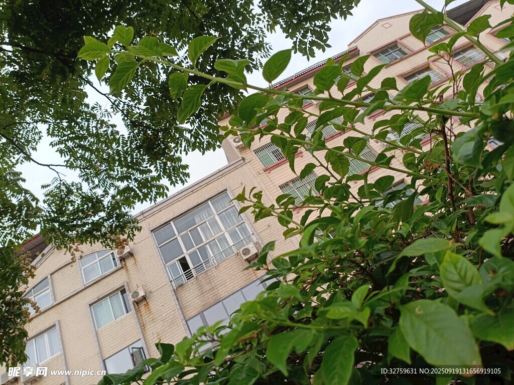 透过绿叶的黄色建筑