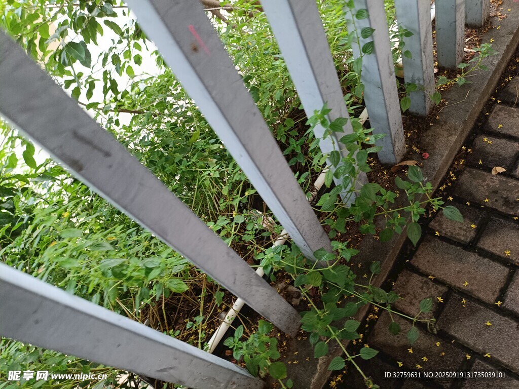 白色围栏旁的绿植景致