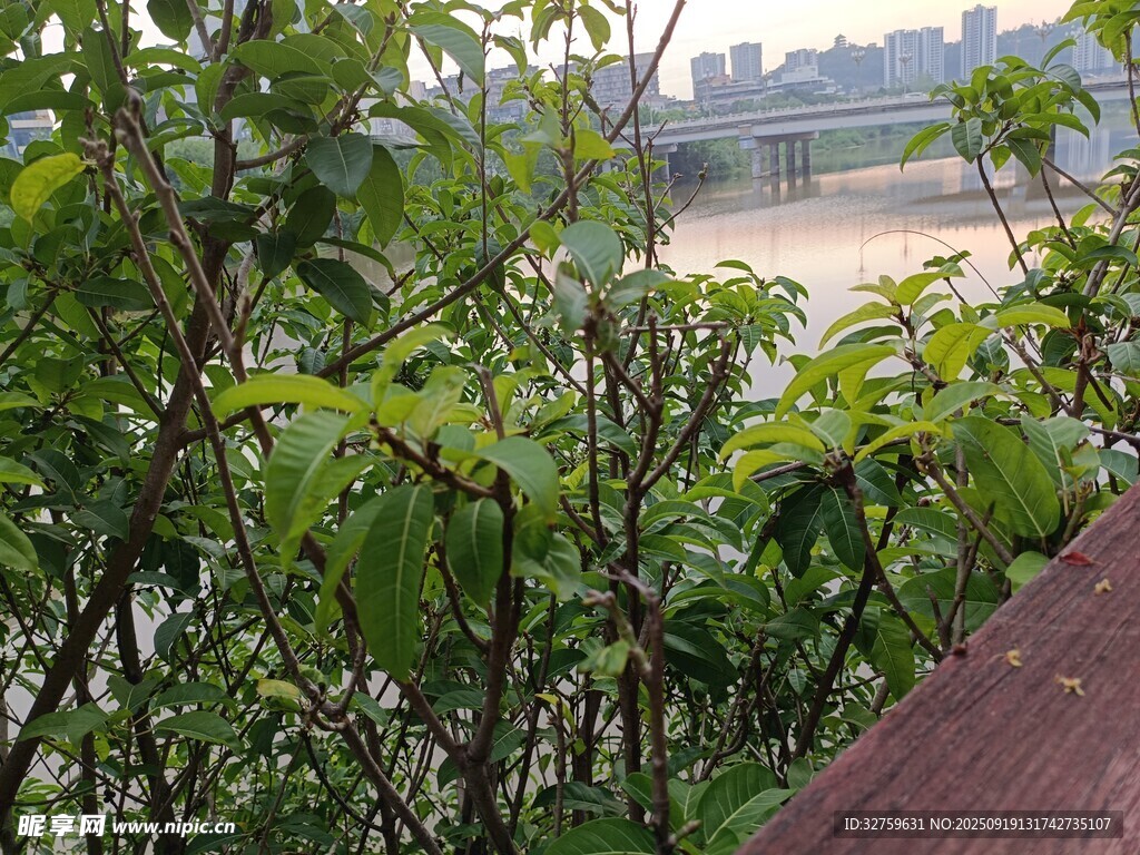 绿叶掩映下的河畔景致