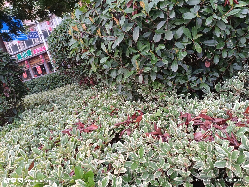 绿植丛中的多彩植物景观