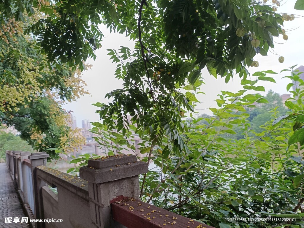 绿荫环绕的户外景致