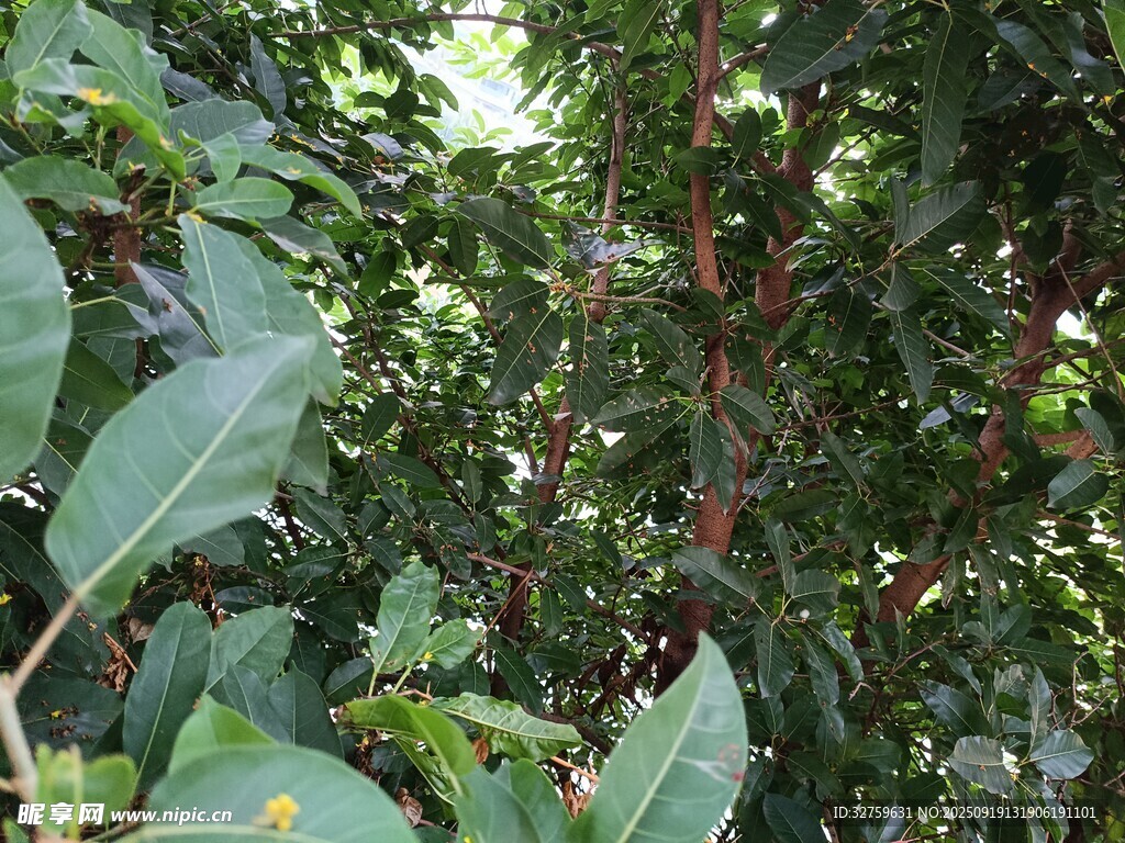 茂密绿叶中的繁茂植物