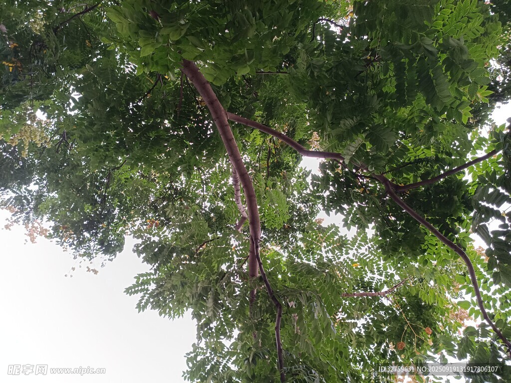 仰视繁茂绿树树冠