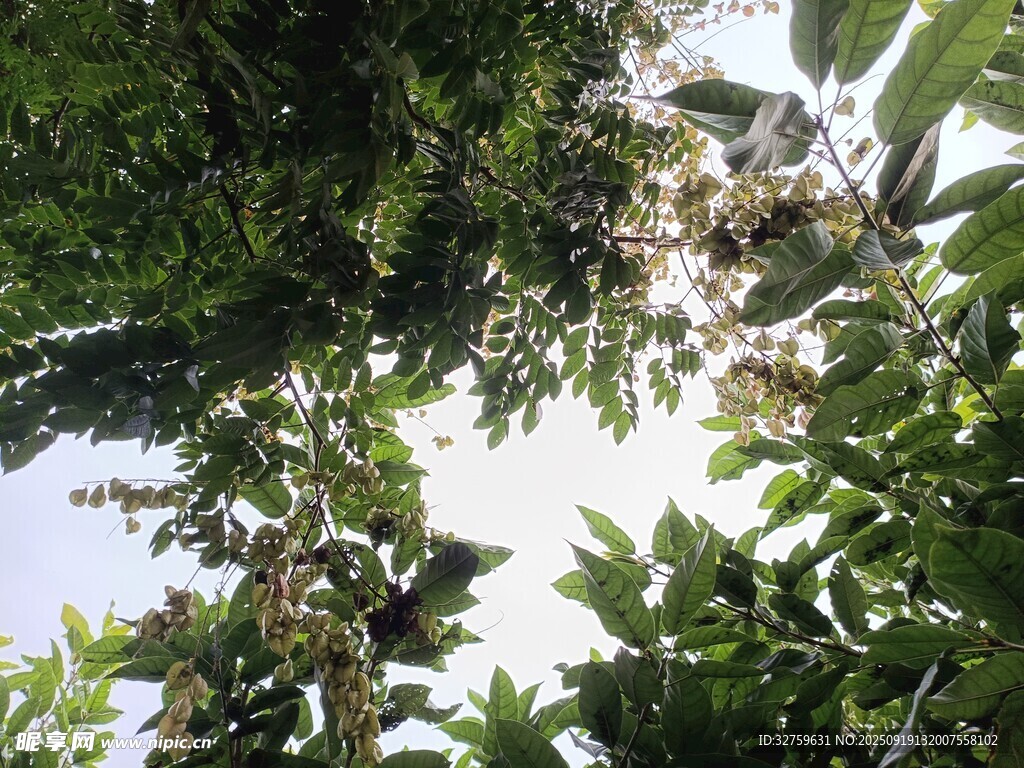 仰视繁茂绿植景观
