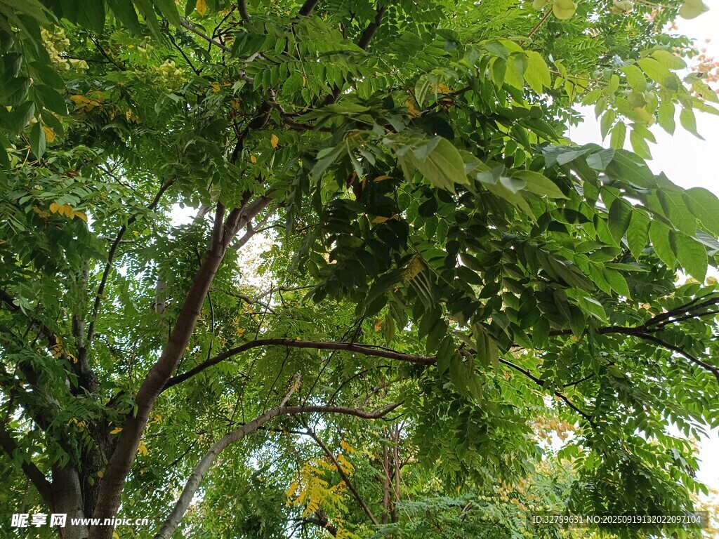 繁茂绿树