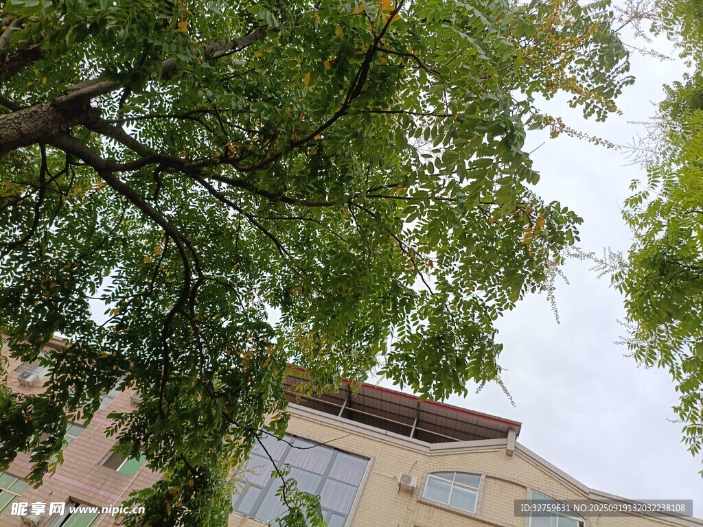 绿树掩映下的建筑一角